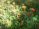 jardin 003.JPG