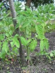 Plan d'à côté - planté dans les même conditions..