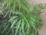 Acer dissectum viridis_1.jpg