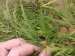 Acer dissectum viridis_4.jpg