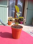 20130518_110234.jpg