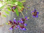IMG_1091.JPG