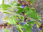 IMG_1093.JPG