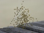 DSCN9613.JPG