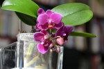 Le p'tit phal (2).