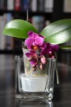 Le p'tit phal (en attente de billes d'argile + eau à mettre au fond du cache-pot transparent pour augmenter l'hygrométrie).