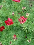 fleursmimi-1.jpg