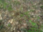 IMG_0732.jpg