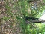 IMG_0735.jpg
