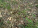 IMG_0732.jpg