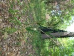 IMG_0735.jpg