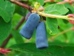 Lonicera_coerulea_a3.jpg