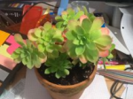 cactus.png