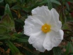 Fleur blanche ciste redim.jpg