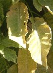 DSCF0006.JPG