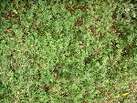 jardin-17.JPG