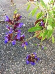 IMG_1091.JPG