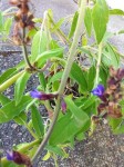 IMG_1093.JPG