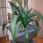 Plante.jpg