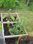 aubergines et physalis x.jpg