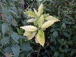 S6300454a.JPG