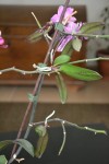 Les 4 keikis de la 2ème hampe. Celui d'en bas a 2 feuilles + 1 racines (3 cm).