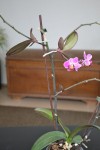 Les 2 (1/2) keikis de la 1ère hampe. Celui de droite a 3 feuilles + 1 racine (4,5 cm) + 1 hampe avec 3 fleurs. Celui de gauche a 3 feuilles + 1 racine (4 cm).