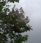 photo0008.jpg