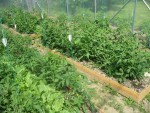 En plus, de petites tomates sont déjà formées c'est vraiment super.