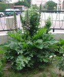 DSCN4340.JPG