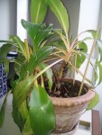 20130524_094518j.jpg