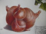 oignon patate vilmorin 1871d.jpg