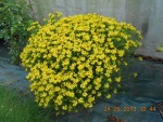 DSCN3235 2.jpg