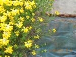 DSCN3236  2.jpg
