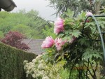 sous la pluie x.jpg