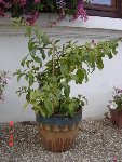 DSC04491.JPG