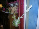 Kalanchoë thyrsiflora 2.JPG