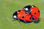 coccinelles_accouplement_feuille.jpg