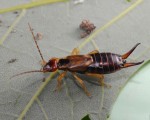 apples_earwig_01_zoom.jpg