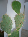 DSC00028.JPG