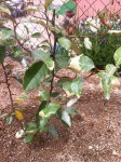 IMG_1739.JPG