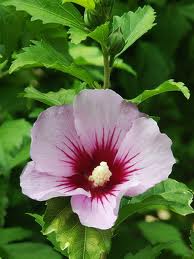 hibiscus_syriacus.jpeg