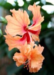 hibiscus_sinensis_02.jpeg