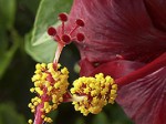 Hibiskus-rosa-sinensis-Zucht-01-klein-Villa-Hibiskus_01.jpg