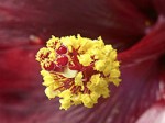 Hibiskus-rosa-sinensis-Zucht-01-klein-Villa-Hibiskus_02.jpg