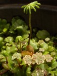 Deux drôles de palmiers (environ 1.5cm de haut)...