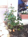 IMG_1757.JPG