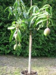 mangifera-indica.jpg
