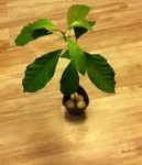 Mon avocatier d'un an environ