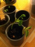 mes haricots
